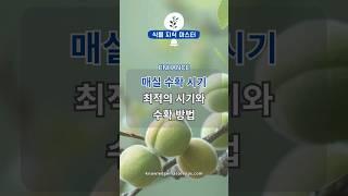 매실 수확 시기 최적의 시기와 수확 방법