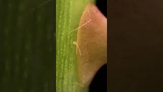 Removing a Rose Thorn