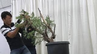 Juniper Bonsai Demo By Taiga Urushibata at the US Bonsai National Exhibition 2018