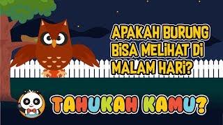 [Video Edukasi Anak] Tahukah Kamu | Apakah Burung Bisa Melihat Di Malam Hari?