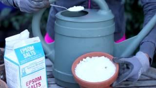 Uses for Epsom Salts in the Garden : Around the Garden