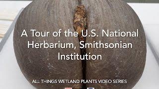 A Tour of the U.S. National Herbarium, Smithsonian Institution