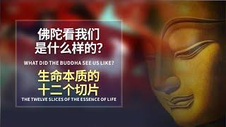 因果的河流-佛教十二因緣【10/15早期佛教】集諦｜順觀｜逆觀｜老死｜生｜有｜取｜愛｜受｜觸｜六入｜名色｜識｜愛｜受｜觸｜六入｜名色｜識｜ 無明｜三世二重因果