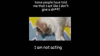 It's not Meow-Flix