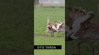 Otis tarda - displaying