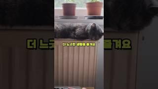 고양이는 늙으면서 어떻게 변할까?