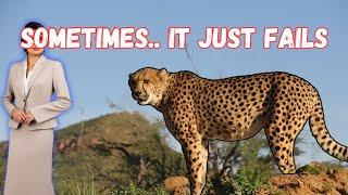 Cheetah failed to hunt 2 #trending #shots #short