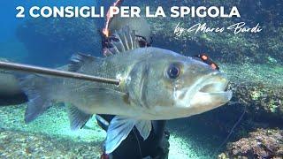 Pescasub 2 consigli per la spigola