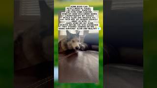 Huskies Can Tell If Your Sick!   #huskies #huskydog #dogs #doggo #husky #cancer