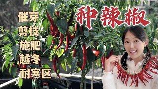 Grow chilli/ pepper：seeds germination, pruning, fertiliser, hardiness zones 辣椒种植：催芽育苗，剪枝、施肥、越冬、种植耐寒区