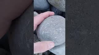 How do I know there's a fossil in a rock  #short #fossil