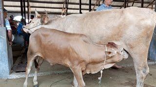 Sapi indukan pedetan calon monster harga 30jutaan.