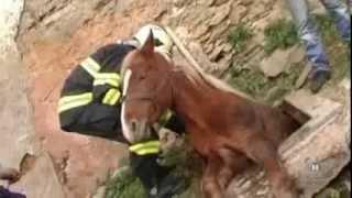 Horse fell into the hole ... saved by firefighters