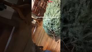 First Real Christmas Tree Experience#ChristmasTree #RealTree #FirstTime #HolidayDecor