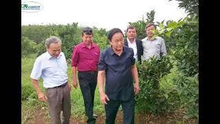 Hướng Chăm Sóc, Phòng Trừ Sâu Bệnh CHO Bưởi Diễn, Cam Canh  Rất SAI QUẢ: 096.239.2038
