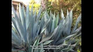 Agave americana - Century plant