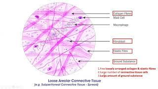 Connective tissue - Histology