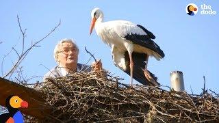 Man Does Everything For His Rescued Stork -  KLEPETAN & MALENA | The Dodo