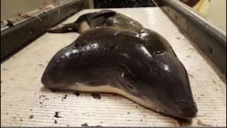 two-headed porpoise found in North Sea