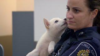 Puppy Contraband | Border Security: Canada's Front Line