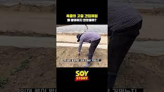 콩박사가 말해주는 콩육종의 어려움  #경북대  #농사 #농업기술 #호심콩  #콩