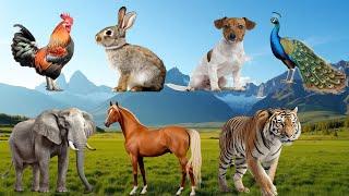 #animal Farm Sound Collection: Goat, Horse, Cow, Dog, Sheep, Cat, Chicken, Monkey - Animal Videos