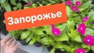 20.06.25 Обзор цветочного рынка/Запорожье /Анголенко