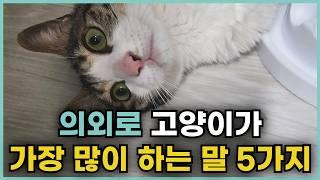 당신이 몰랐던 고양이 언어 5가지