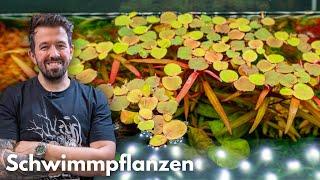 Floating Plants | Liquid Nature