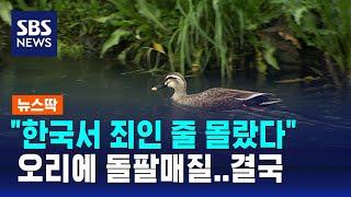 "한국서 죄인 줄 몰랐다"…오리에 돌팔매질한 외국인 결국 / SBS / 뉴스딱