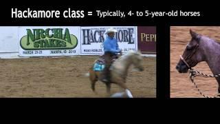 Jake Telford: What are the classes in a cow horse show?