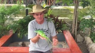 Vanuatu Zoological Port Vila banded Fijian iguanas