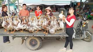 Use 3-wheeled Vehicle Harvesting Many Ducks Goes To Countryside Market Sell - Daily Life