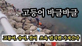 여기저기 내항에 들어 온 고등어.. .(#바다낚시 #생활낚시 #fishing )