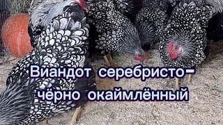 Виандот серебристо-черно-окаймленный Дарьин двор #виандот #куры #дарьиндвор