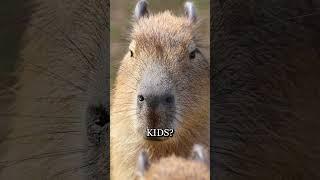 Capybara Vibes: The Animal Who Just Doesn’t Care! 