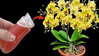 The miracle of this water helps orchids root and bloom in just 1 month!