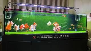 Ryukin Goldfish tank