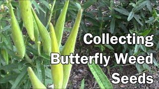 Collecting Butterfly Weed Seeds The Easy Way