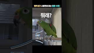 앵무새가 사람한테하는 질문 수준!!! 별이야! 창피하다~