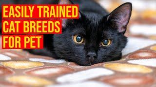 10 Easily Trained Hypoallergenic Cat Breeds For Pet/ All Cats