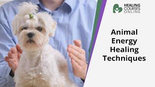 Animal Healing | Animal Energy Healing | Healing Your Pet | Healing a Dog With Energy