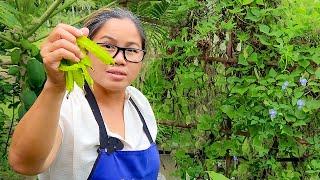 Winged Bean & Sawtooth Coriander - My Little Thai Garden is Productive!