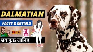 Know About Dalmatian In Hindi | Dalmatian For First Time Dog Owners | Best Family Dogs - I LOVE DOGS