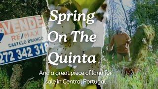 Springtime on the Homestead + Huge Land For Sale Central Portugal #tinyhomestead