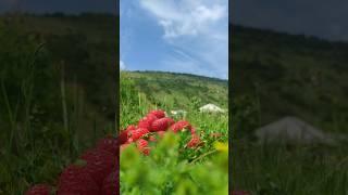 ДАГЕСТАН.КЛУБНИКА В ОГОРОДЕ #ахты #travel #туризм #жизнь #путешествия #путешествия #пейзаж #россия