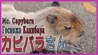 【１駅分の癒し】カピバラさん　Госпожа Капибара  Ms. Capybara