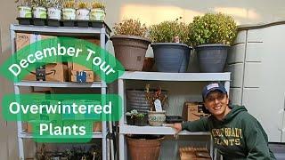 Overwintering Plants & Bulbs In My Garage | Winterizing Plants