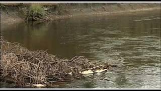 Where Trout Hold | How To Find Trout in A River