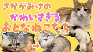 【個性派集結】さかがみ家にゃんこ舎の個性派メンバーたちを紹介！